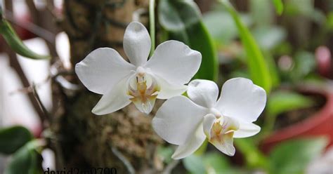 野生蝴蝶蘭|蘭花的故事: Phalaenopsis aphrodite 台灣蝴蝶蘭